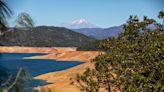 In a dramatic spike, 36.3 million trees died in California last year. Drought, disease blamed