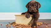 Wondering how to stop puppy food aggression? A vet shares what you can do