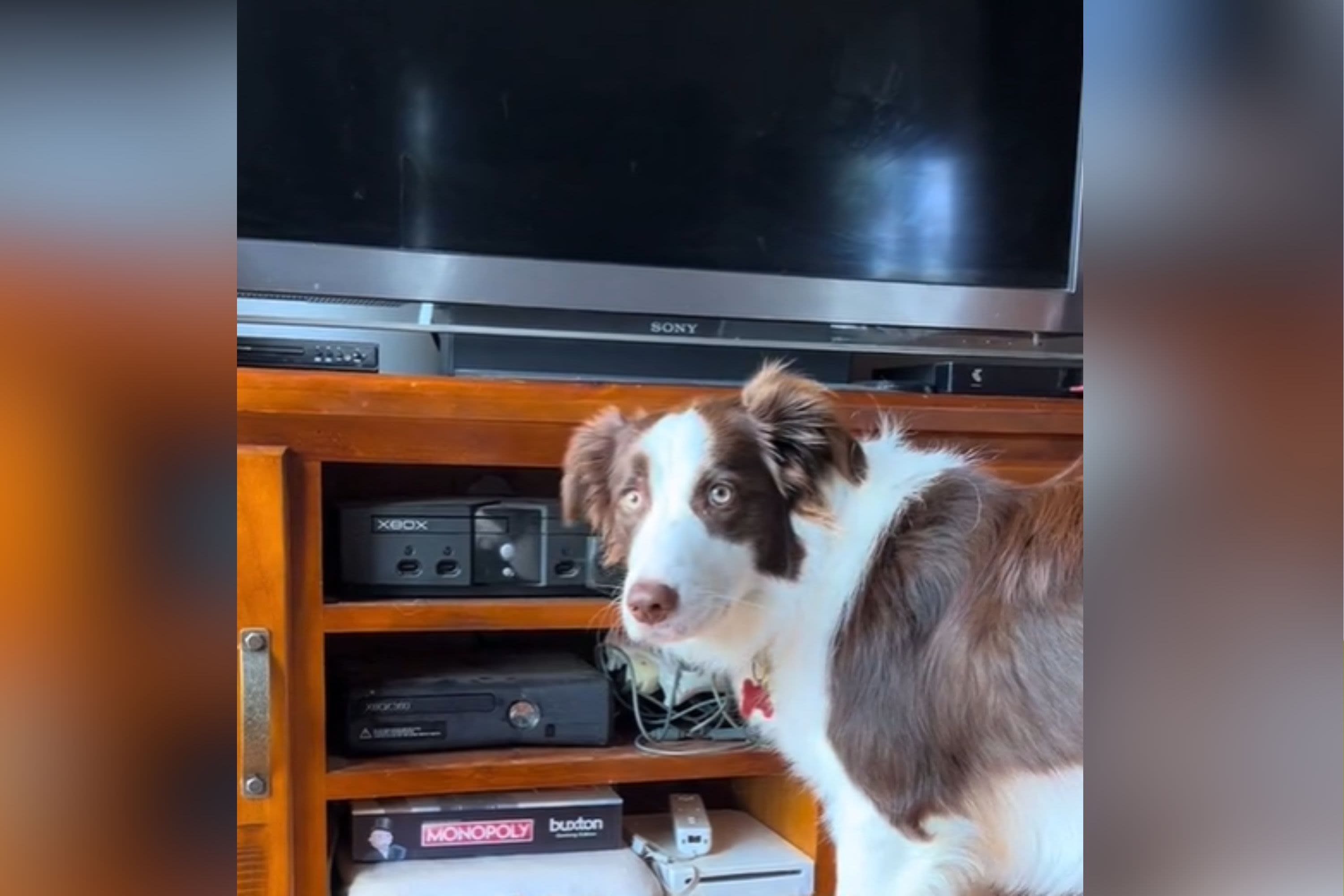 Dog tries to turn the TV on, throws tantrum when he doesn't get his way