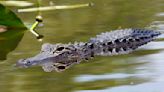 SCDNR launches alligator lottery for hunting season