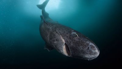 This Shark Lives 400 Years. Its DNA May Explain Why.