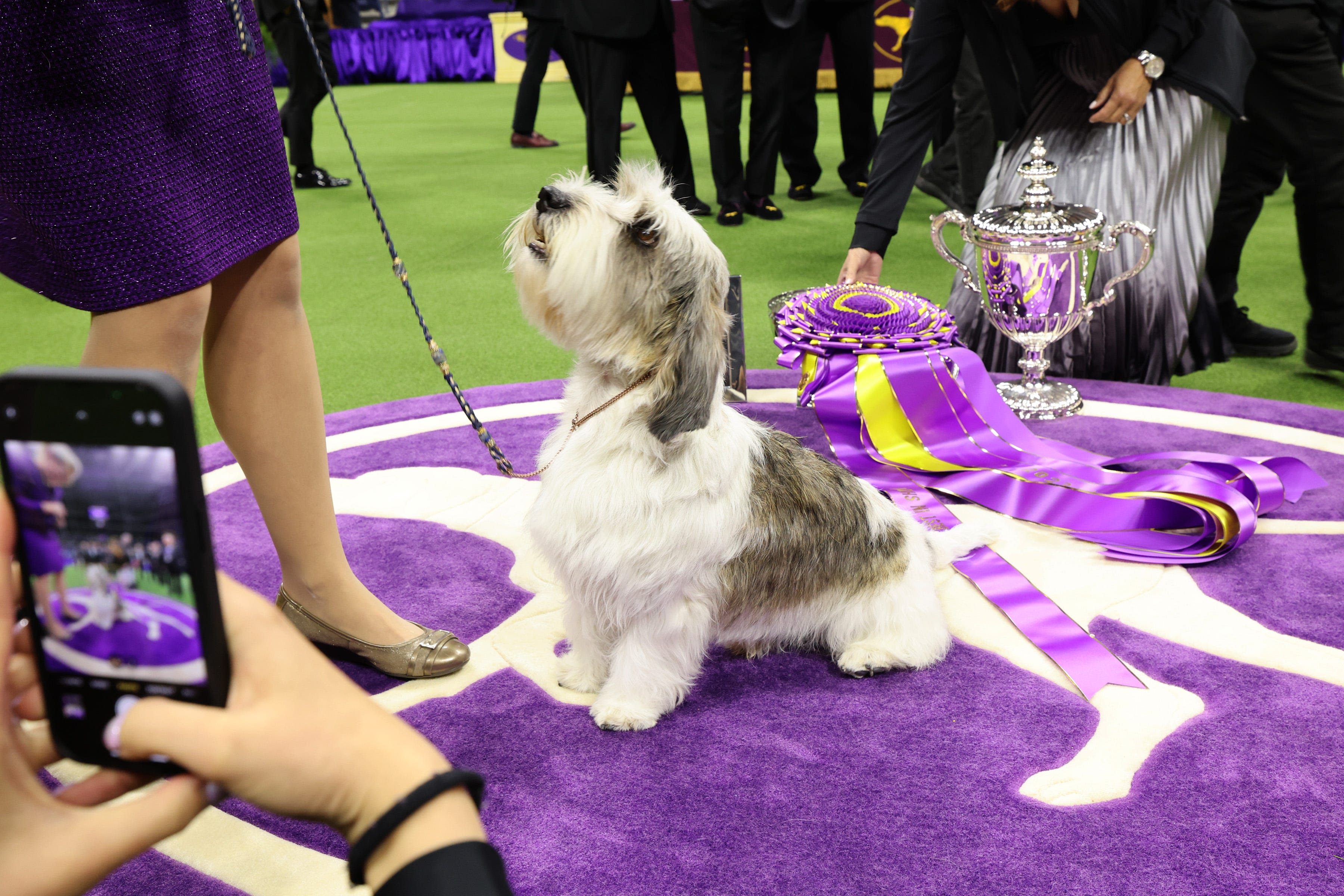 Who will win Best in Show? Schedule, TV, streaming info for 2024 Westminster Dog Show