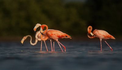 Flamingo census numbers cause for celebration, but one big question remains