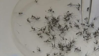 Health officials warn of dangerous mosquito species found in San Diego