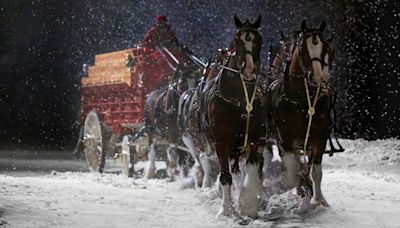 Budweiser’s iconic Clydesdales appearing in Green Bay, set for five days of events
