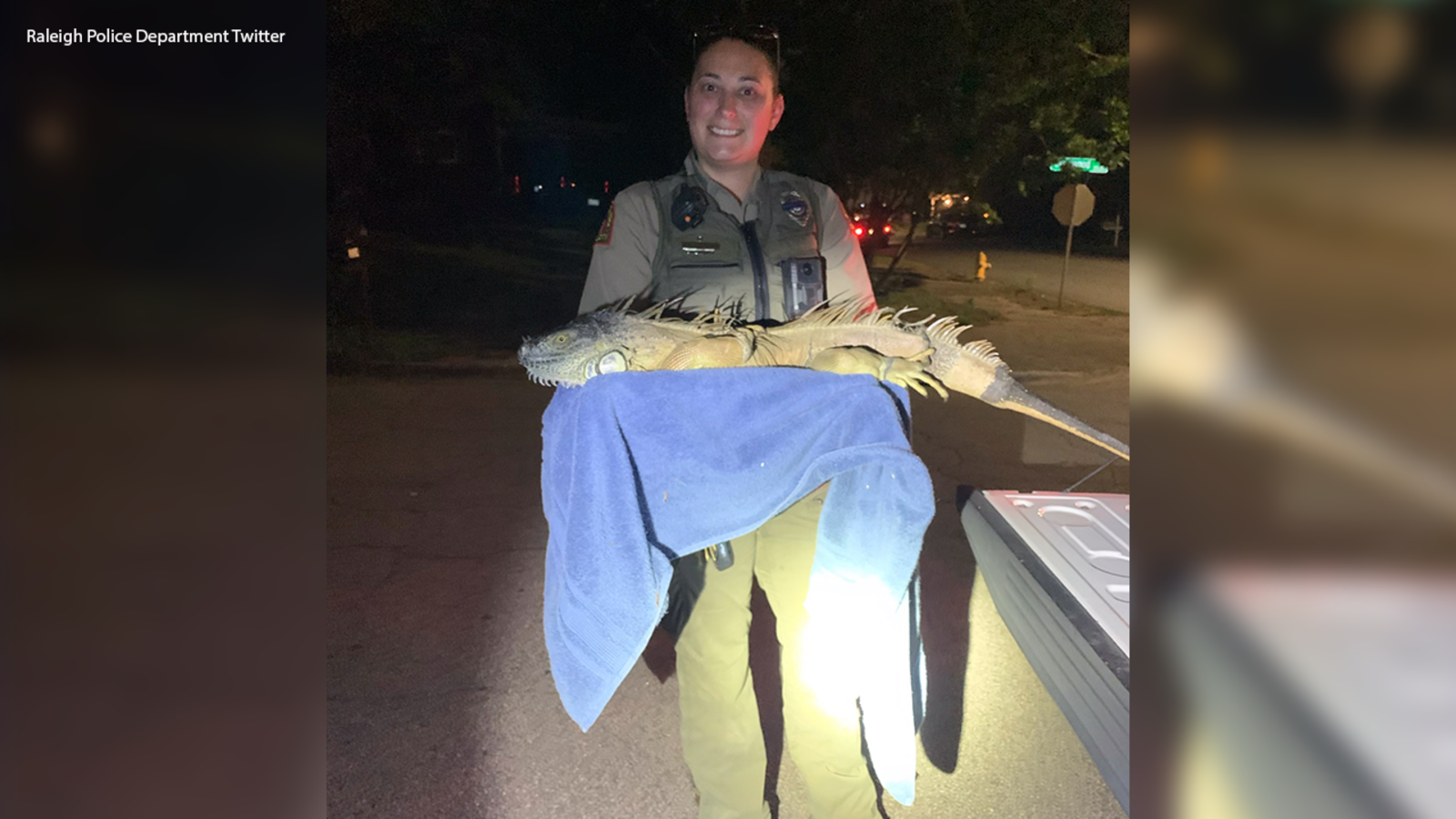 5-foot iguana caught roaming around Raleigh neighborhood