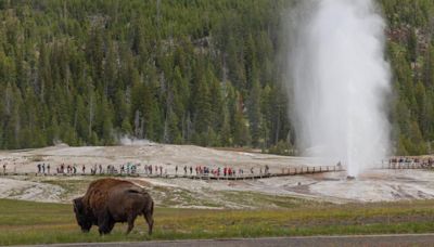 Yellowstone unveils final environmental impact statement for bison management