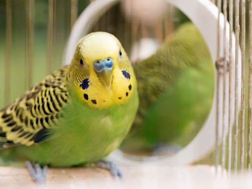 Owl and Parakeet Besties Interact in Adorable Video and It’s Cuteness Overload