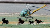 Federal roundup set to remove 122 wild horses in northwest Colorado