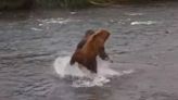 Brawling bears go ‘head to head’ over salmon in rushing Alaska river, video shows