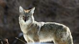 Don't call 911 about coyotes: LaSalle police