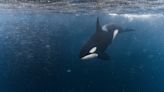 Killer Whales Attacked Almost 700 Boats Because They’re Bored Teenagers