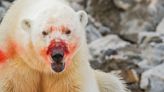 Noruega: un oso polar atacó a una mujer francesa mientras descansaba en un campamento en el Ártico