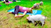 中英對照讀新聞》Three little piggies went to a yoga class. Their human companions had a blast.3隻小豬去上瑜珈課，牠們的人類夥伴玩得很開心。