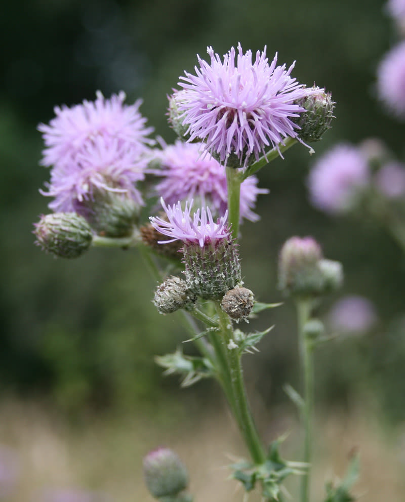 Ask Eartha: How to identify noxious weeds