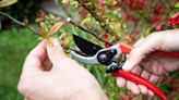 Garden plants which need pruning in May to produce ‘bushier’ growth