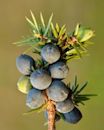 Juniper berry