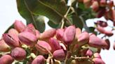 El árbol de pistache: beneficios, curiosidades y recetas deliciosas