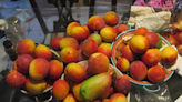 Mango Festival en el Fairchild, una dulce tradición que se enriquece