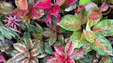 42 Aglaonema Varieties (Chinese Evergreen) to Bring Dazzling Colors Into Your Home