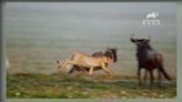 人類盜獵.環境影響 獵豹花豹獅子列野外易危物種