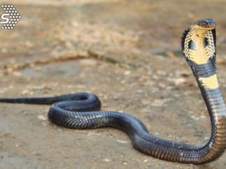 可怕！社子島被放「大量的蛇」 居民返家驚見眼鏡蛇作客