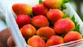 Strawberries will stay fresh and for 14 days longer with clever storage method