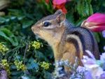 How to Get Rid of Chipmunks