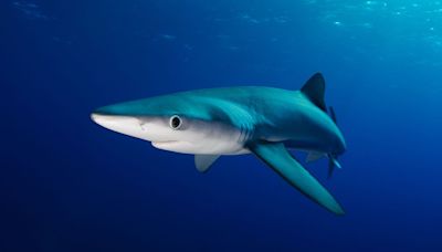 Oh, Perfect ― Sharks Are Now Testing Positive For Cocaine