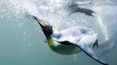 Scientists uncover history of 'ridiculously charming' penguins