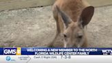 WELCOME EVIE: North Florida Wildlife Center expands kangaroo exhibit