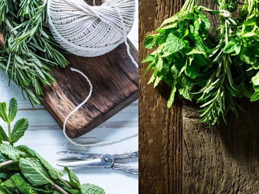 8 Smart ways to clean and store fresh herbs without preservatives - Times of India