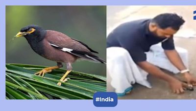 Viral video shows Kerala man reviving myna with CPR, bird soars again