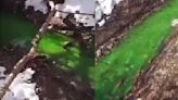 VIDEO: Un río en Rusia cambia de color a verde brillante; temen intoxicación