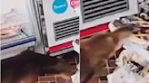 Perro es captado robando un almacén y causa ternura en redes