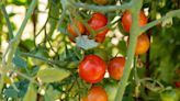 How to Grow Tomato Plants: Growing Guide for All Types