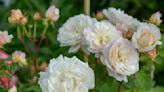 When should you prune roses to get full, beautiful blooms