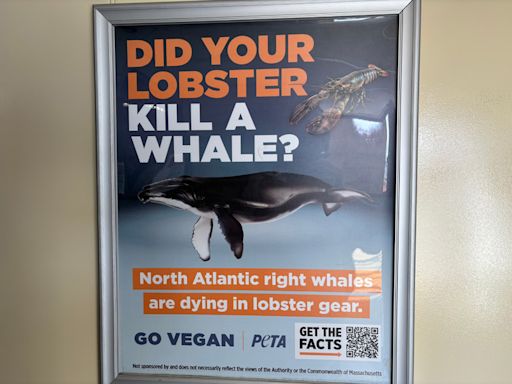 PETA ad prompts ban on ferry advertisements - The Martha's Vineyard Times