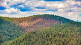 'Firmageddon': Researchers find 1.1 million acres of dead trees in Oregon