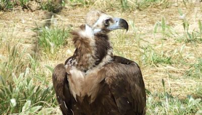 Agentes veterinarios y conservación