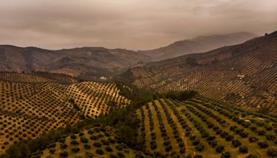 Los aceituneros de Jaen y Córdoba no quieren que el olivar andaluz sea patrimonio mundial