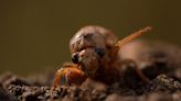 ‘Salt shaker of death’: Cicadas emerging to spread their zombie-like fungus