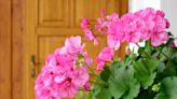 Are Geraniums Perennial? Plus How to Overwinter Them