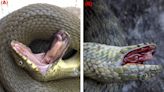 Cobras sangram pela boca e se fingem de mortas para escapar de presa