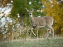 Michigan Makes Youth Hunt and Opportunities for Disabled Hunters Antlerless Only, Faces Heavy Backlash