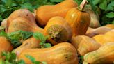 What Is Honeynut Squash And How Do You Best Cook It?