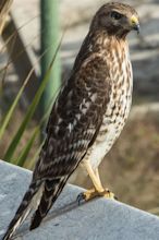 Florida Birds Of Prey - change comin