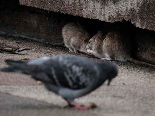 Paris races to control its rat population ahead of Olympics