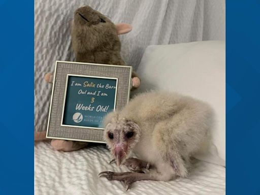 Welcome Salix: 'Birds of Prey' welcomes a new baby Barn owl