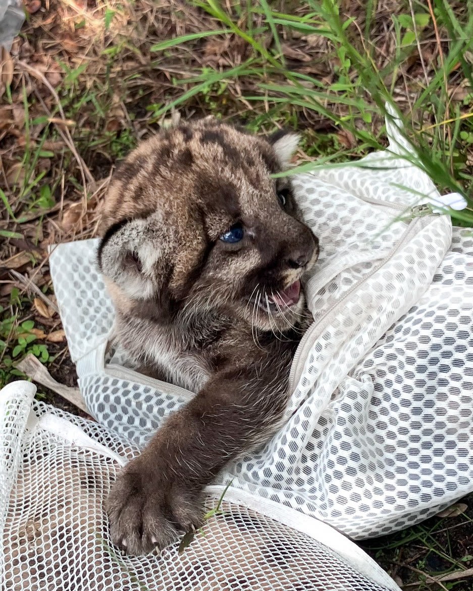 Rescue of Florida Panther kitten highlights struggles of endangered species